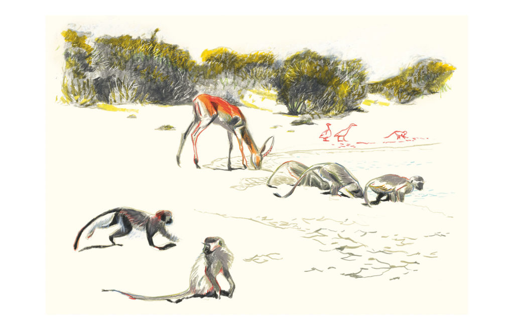 Singes vervets au bord d'une mare